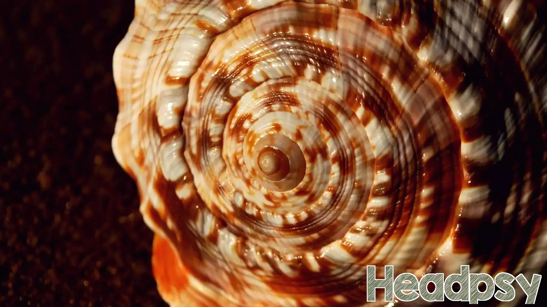 The Science Behind Beauty: Evolution, Mathematics, and the Fibonacci Sequence