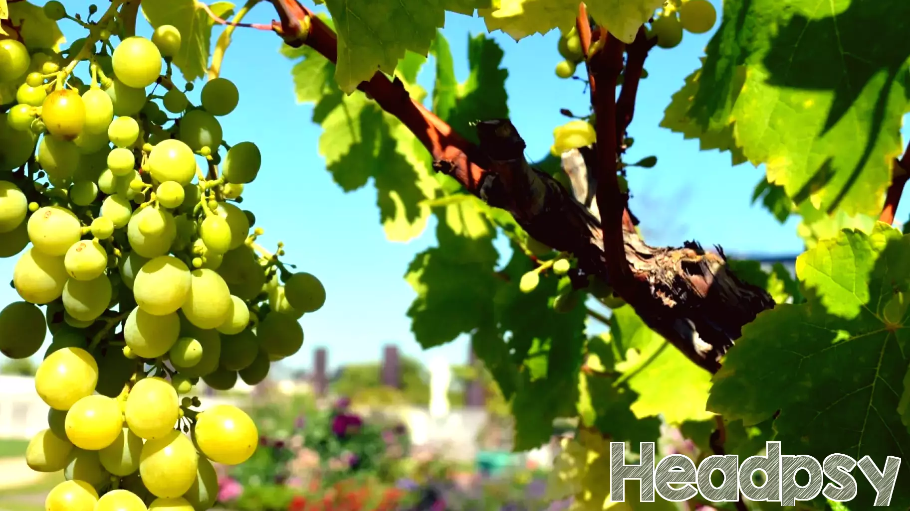 Understanding the Sour Grapes Phenomenon in Human Psychology